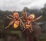 Wespen in huis in versufte toestand